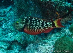 Malendure - îlet Pigeon